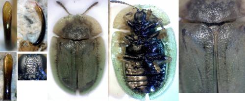Cassida deflorata
